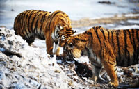 Chinese nature reserve on lookout for tiger released in Russia