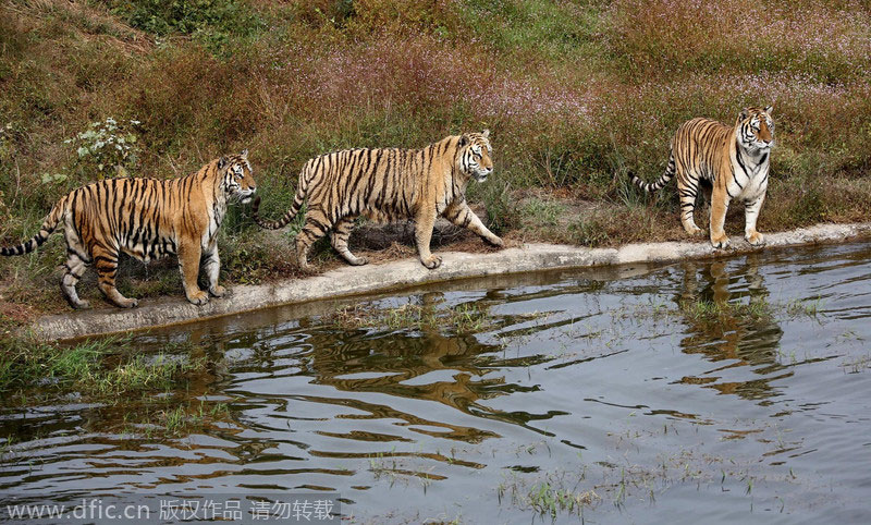 Siberian tigers stay cool in the heat in E China