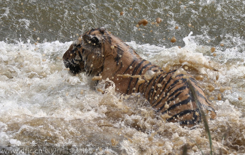 Siberian tigers stay cool in the heat in E China