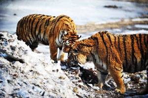 Siberian tigers stay cool in the heat in E China