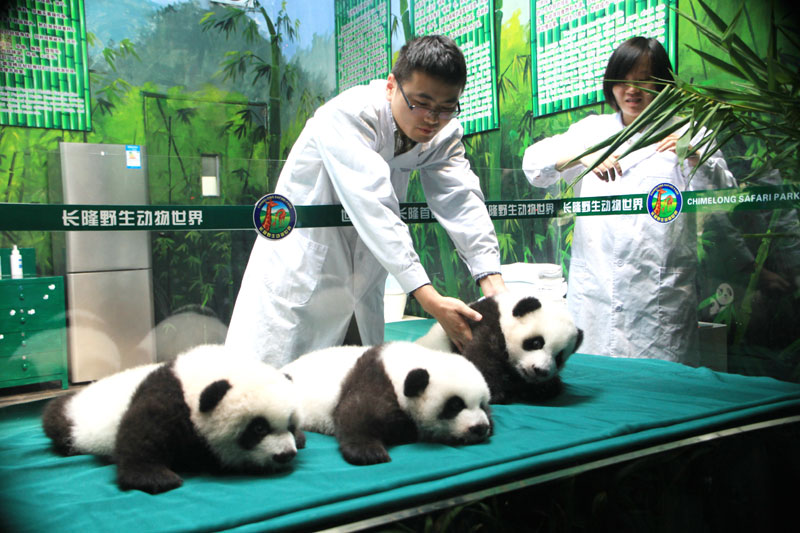 Panda triplets celebrate 100 days