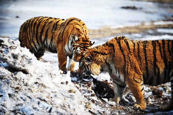 China intensifies protection for Siberian tigers