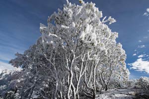 Snowfall makes early visit to North China