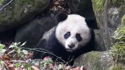 Three-year-old panda attacked by martens