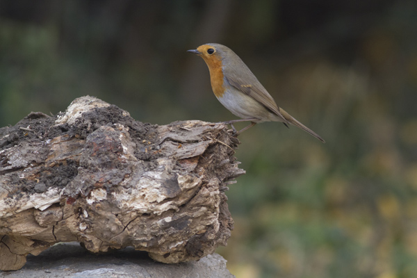 Bird lovers atwitter over rare Beijing visitor