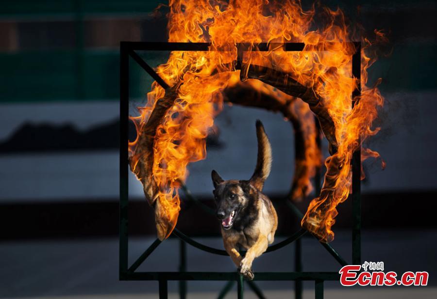 Rescue dogs show skills in NW China