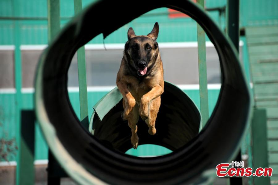 Rescue dogs show skills in NW China