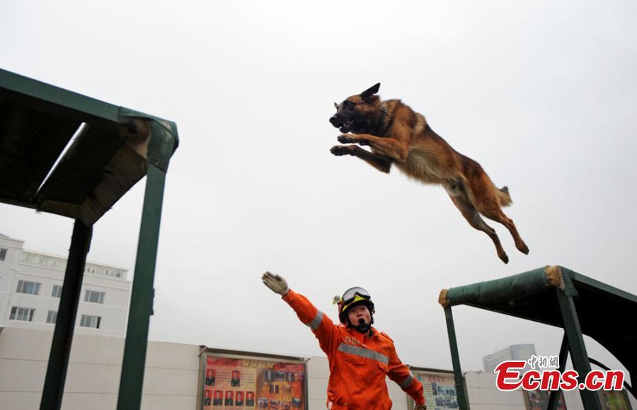 Rescue dogs show skills in NW China