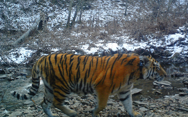 Another of Putin's 3 tigers blamed for kills in NE China