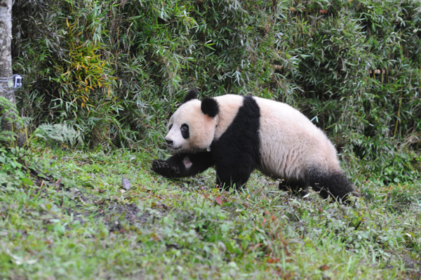 Giant panda dies before release