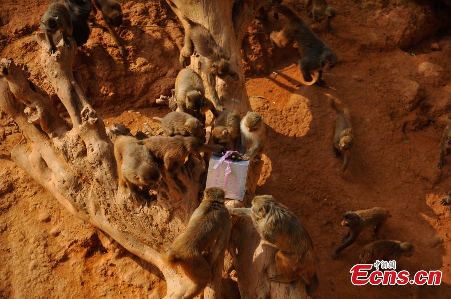 Monkeys receive Christmas treat