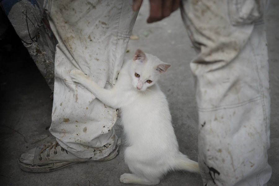 A migrant worker and his little friends