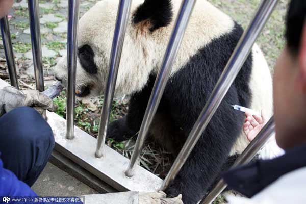 Another panda dies from virus in NW China