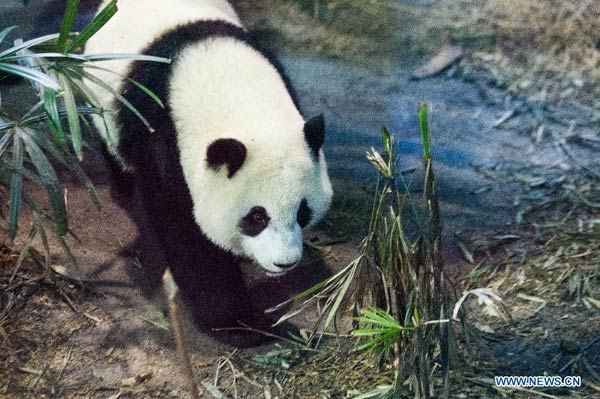 Giant panda cub 'Yuanzai' takes first bite