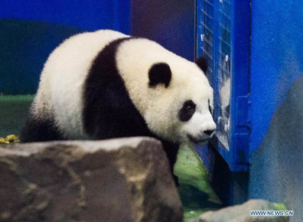 Giant panda cub 'Yuanzai' takes first bite