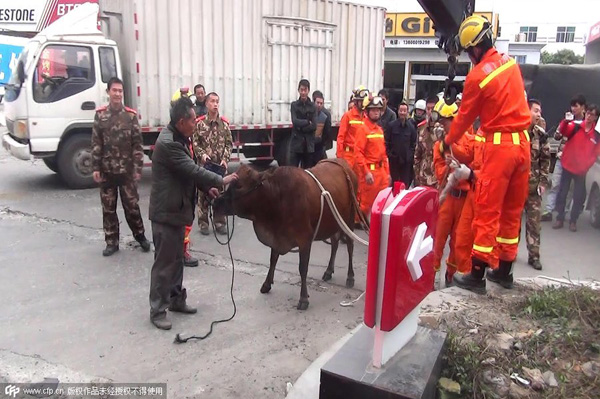 Pregnant cow winched from well by crane