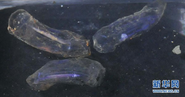 China's sub finds mysterious deep-sea living beings