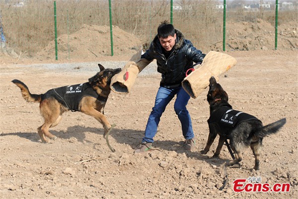 Police canines prep for travel season