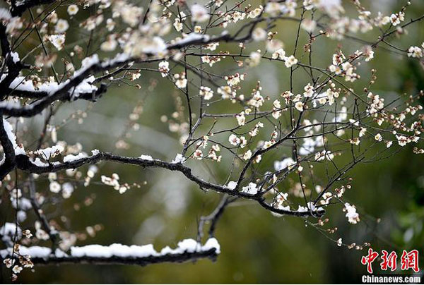 Shanghai tightens park safety as plum trees set to bloom