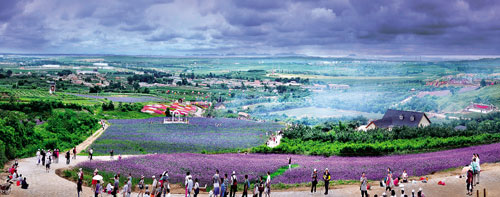 Lavender garden helps tourism to bloom