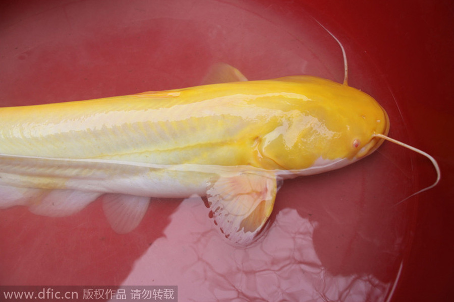 Golden catfish is one in a million