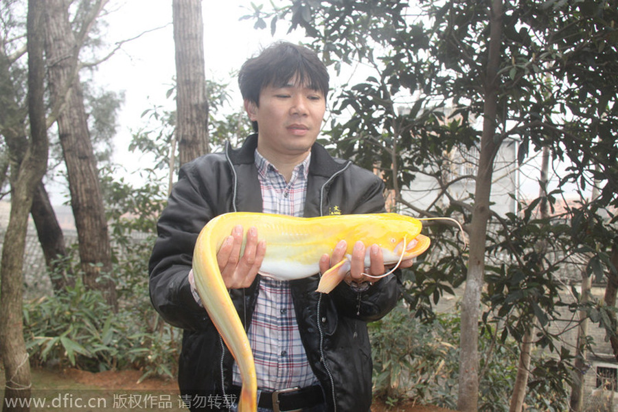 Golden catfish is one in a million