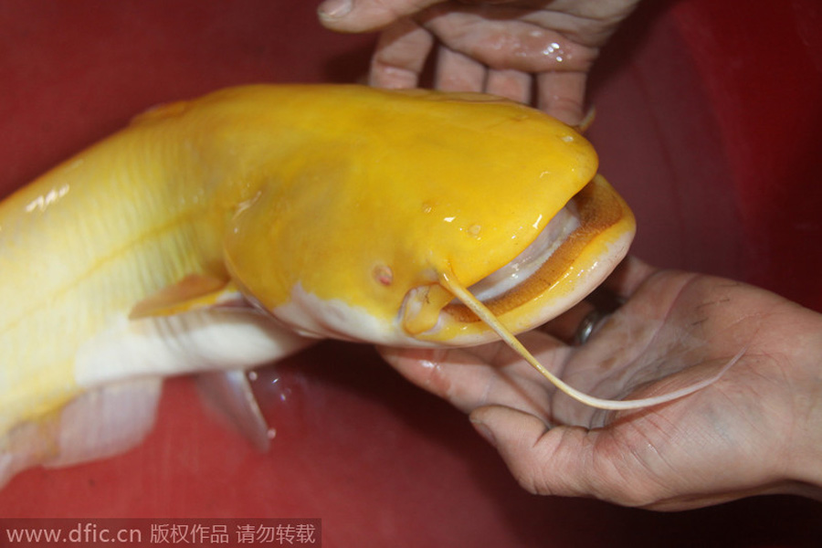 Golden catfish is one in a million