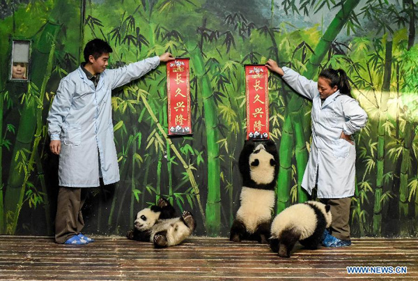 Giant panda cubs welcome Chinese lunar new year