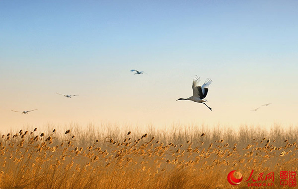 Come to watch red-crowned cranes in Yancheng, east China