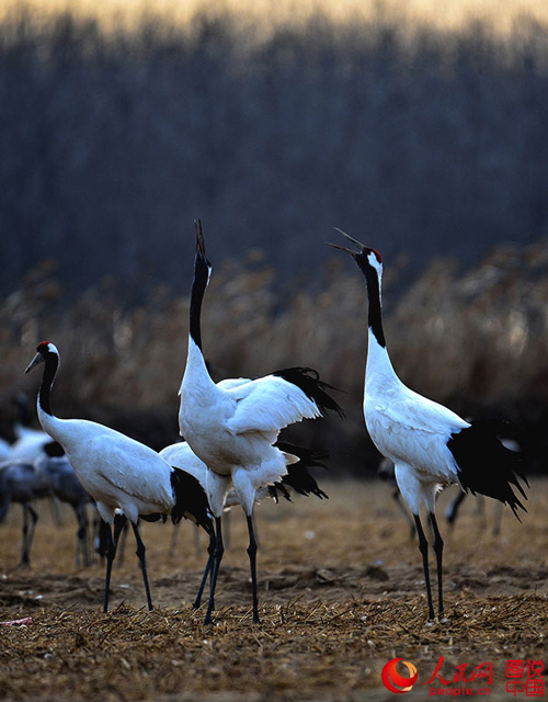 Come and watch red-crowned cranes in Yancheng, east China 