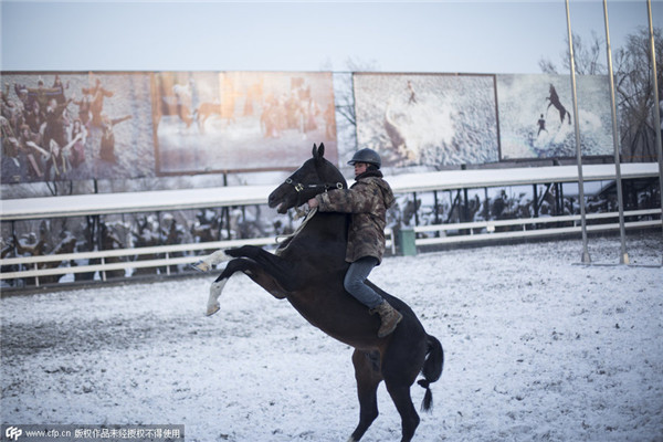 China's biggest Akhal-Teke horse base