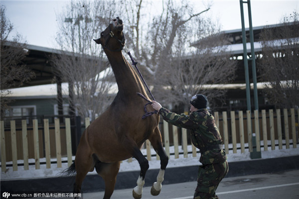 China's biggest Akhal-Teke horse base