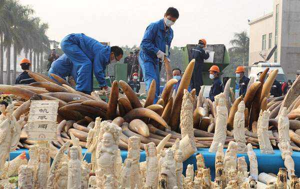China pledges zero-tolerance stance on illegal ivory