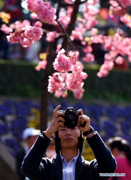 Visitors enjoy cherry blossom in a park in SW China's Yunnan