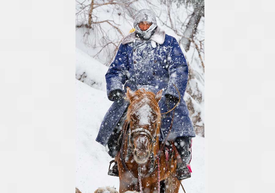 Braving snow for greener pastures