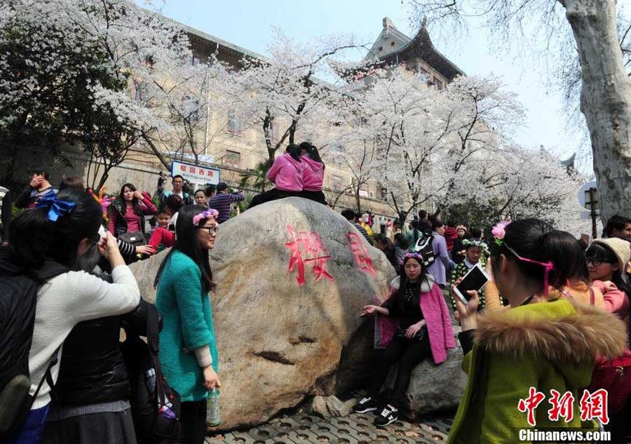 Visitors crowd university to view cherry blossom