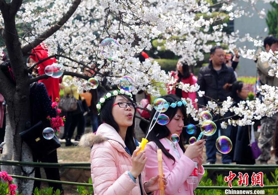 Visitors crowd university to view cherry blossom