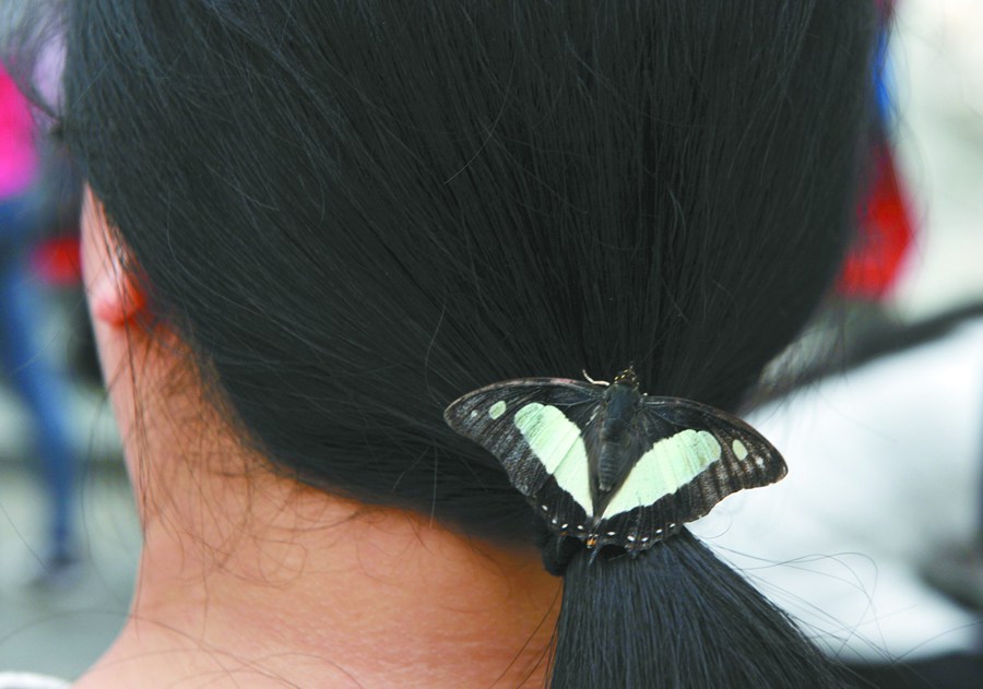 Temperature change harms butterfly beauties