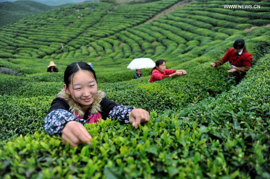 Farmers pick up tea leaves before Qingming Festival