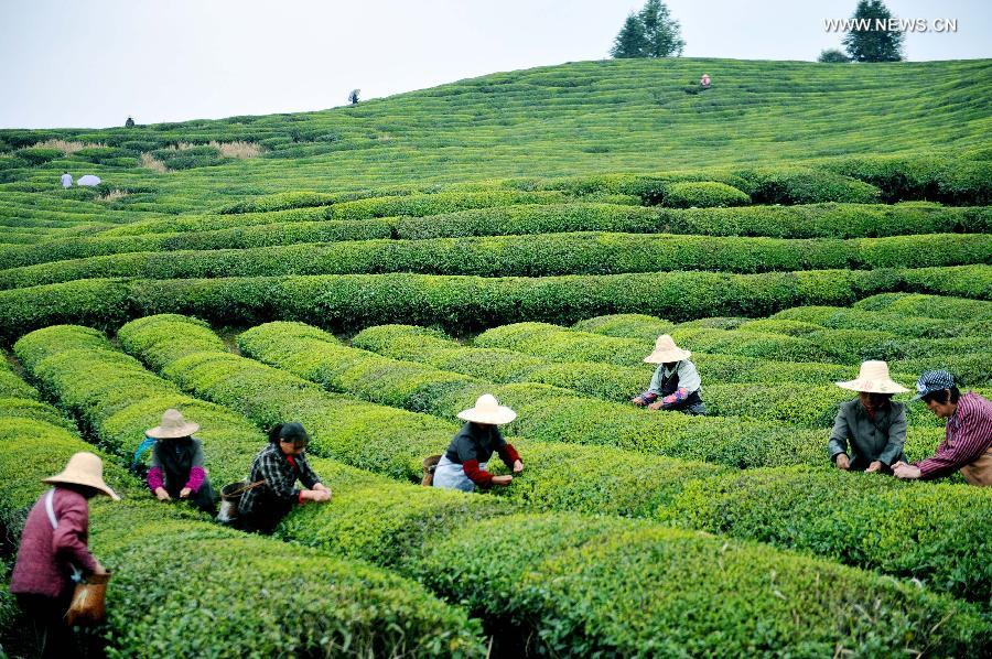 Farmers pick up tea leaves before Qingming Festival