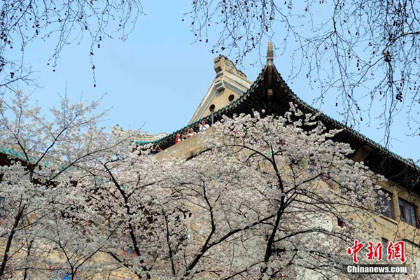 Cherry blossom originated in China