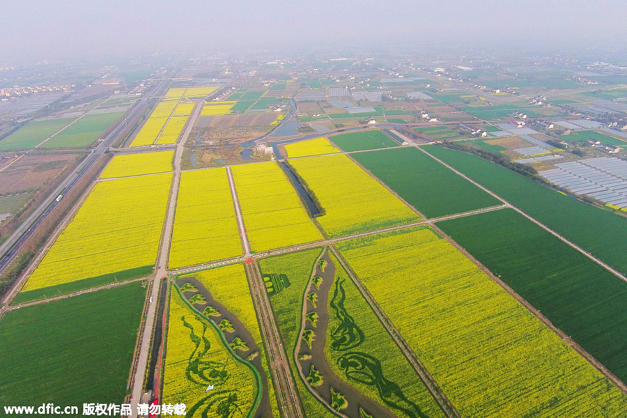 'Silk Road' captured in planted field