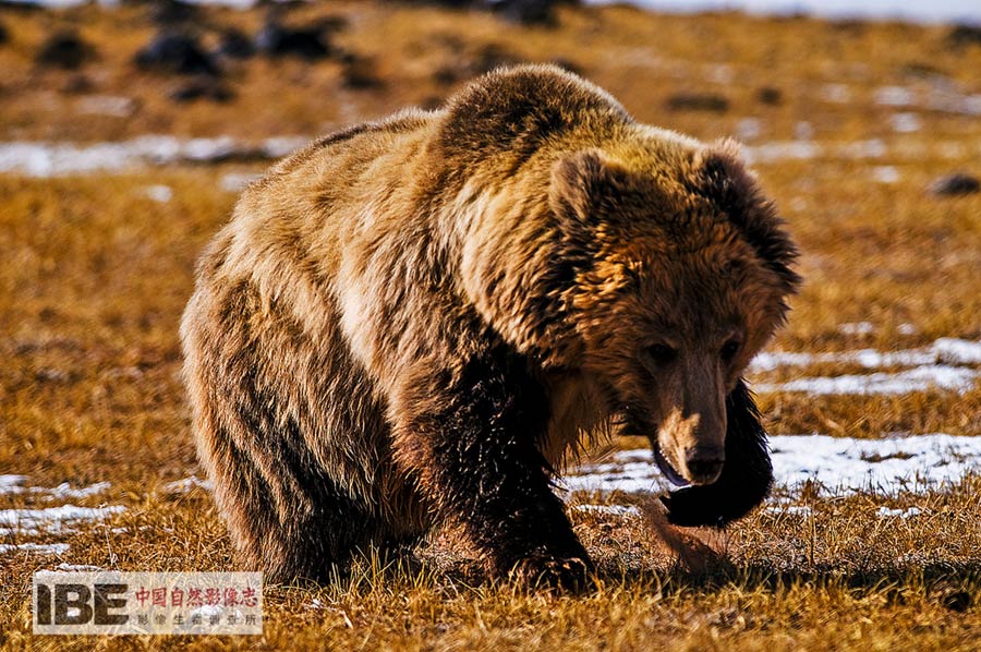 China's first nature image record released