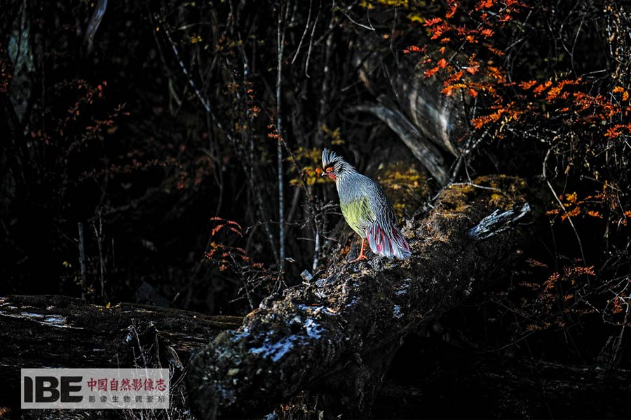 China's first nature image record released