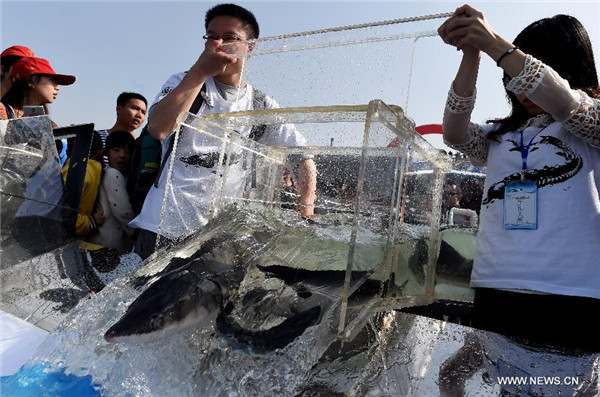 3,000 Chinese sturgeons released into Yangtze River