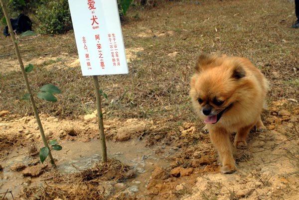 Pet lovers lay their best friends to rest