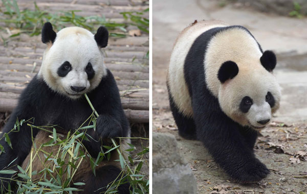 New pair of pandas arrive in Macao