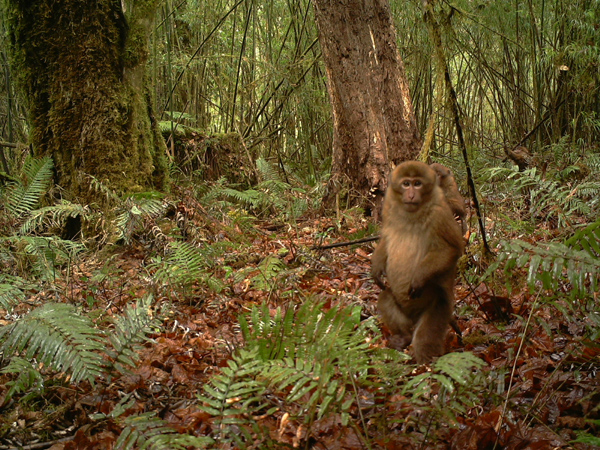 New primate threatened by old problems