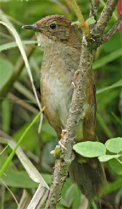 Bush warbler's song alerts scientists to new species