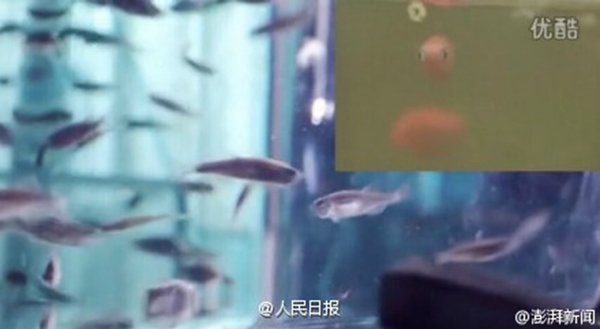 Controversial Fudan University promotional video taken offline